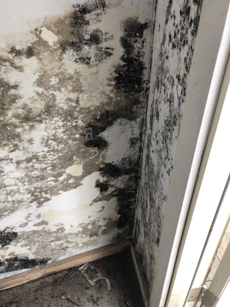 Black Mold Under My Sink See this Mold is Dangerous