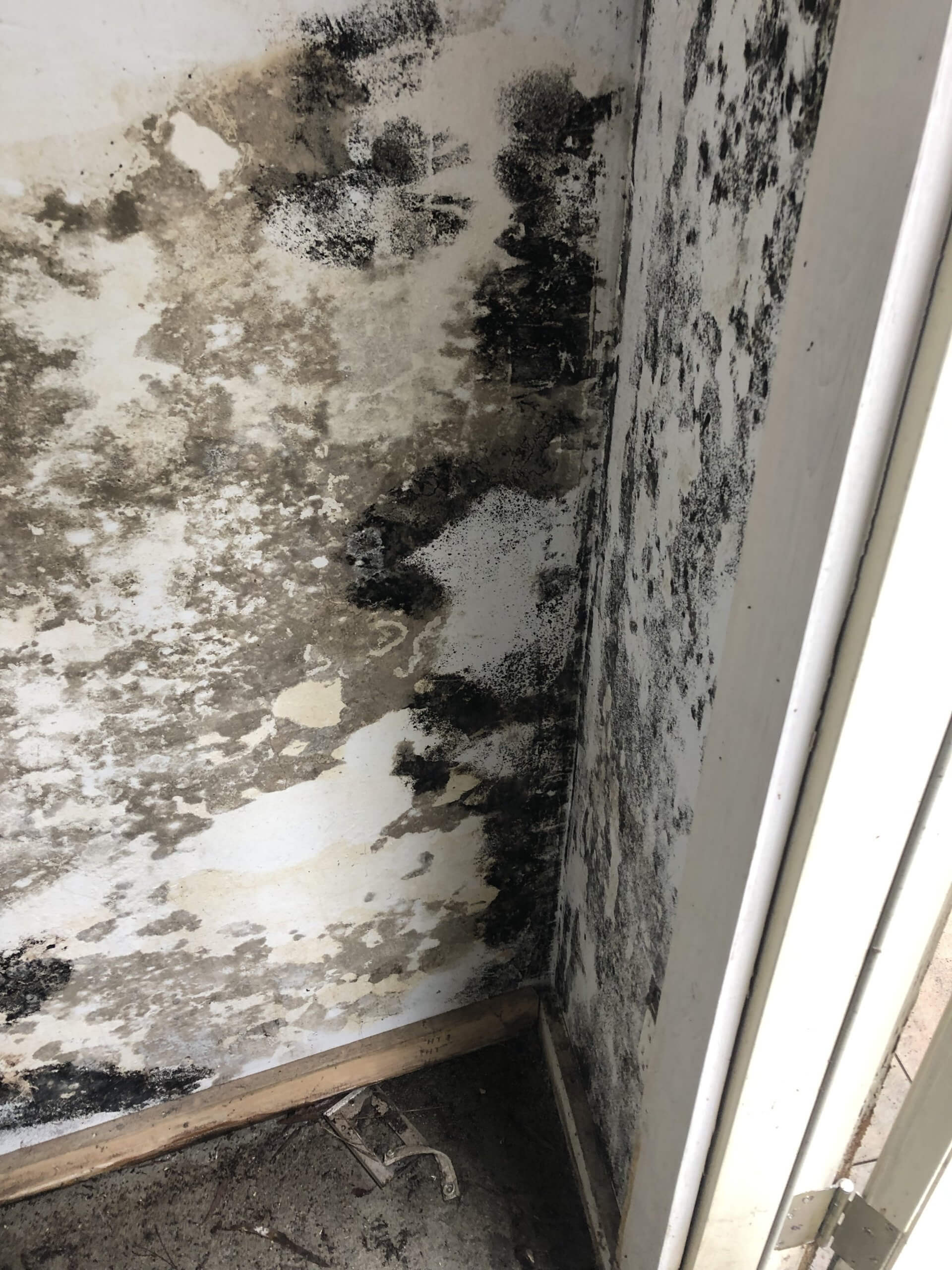 Black Mold Under My Sink – Is It Dangerous?