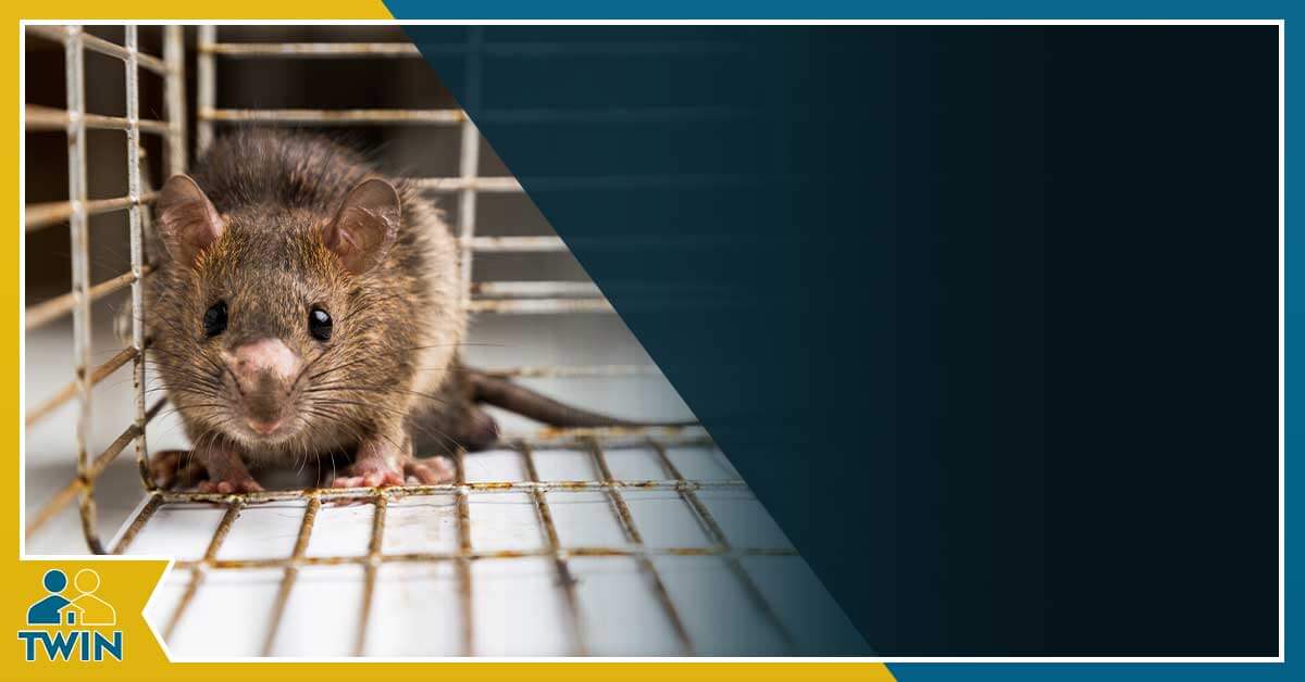 Los Angeles Rat Problem? How To Find Rats In Your Sewer System