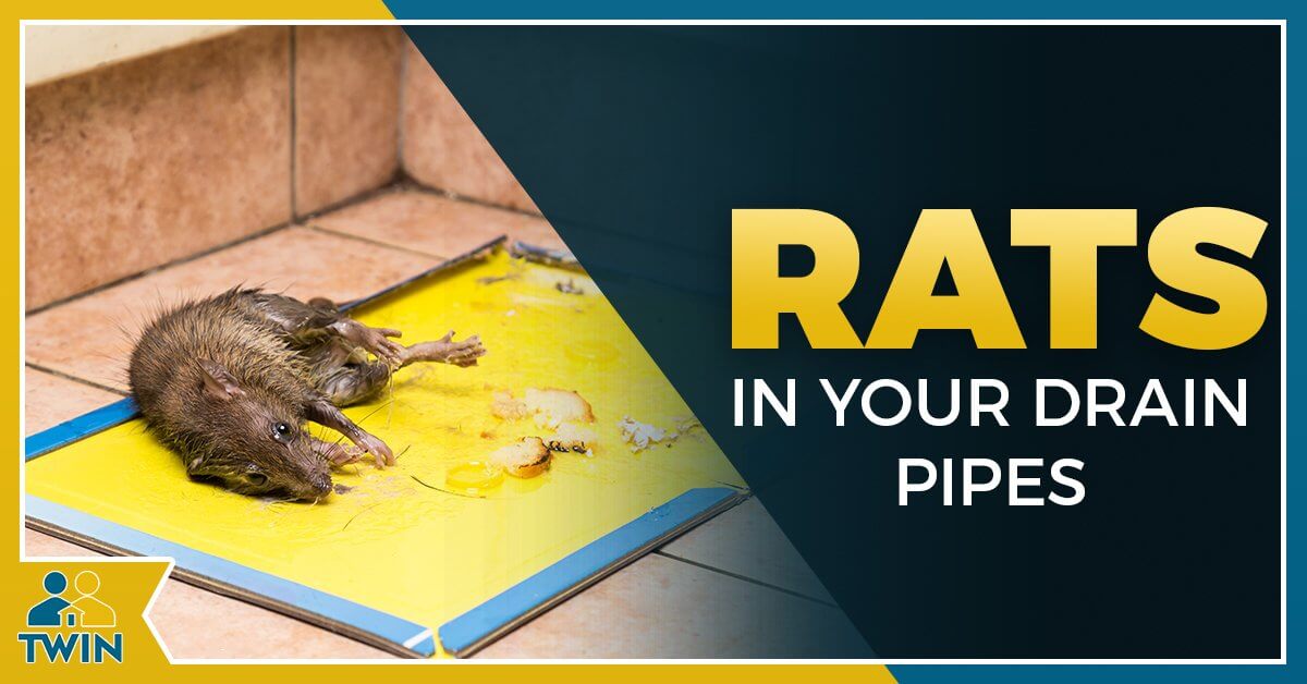 How do RATS get into your TOILET & CLIMB INTO YOUR DRAIN PIPES?