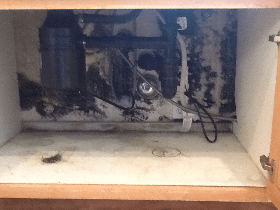 mold removal under kitchen sink