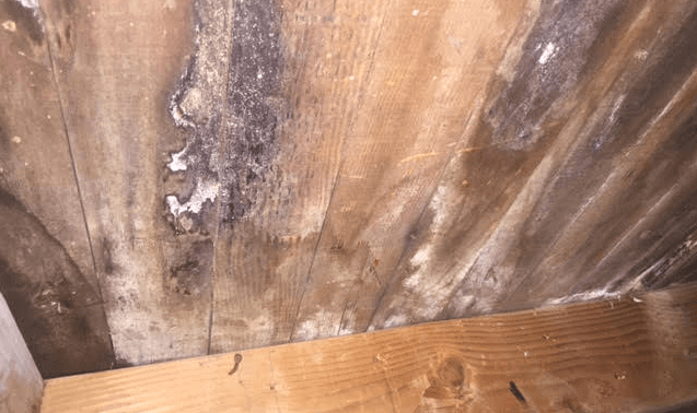 mold in walls