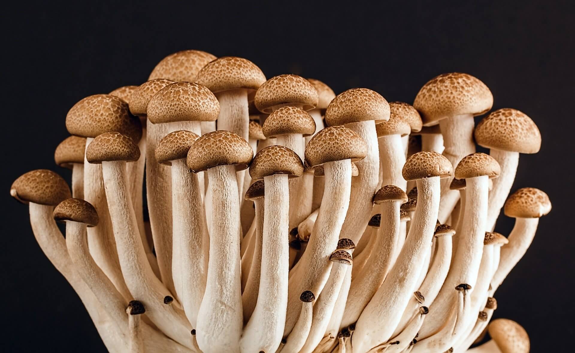 Poria Incrassata: A House Eating Fungus