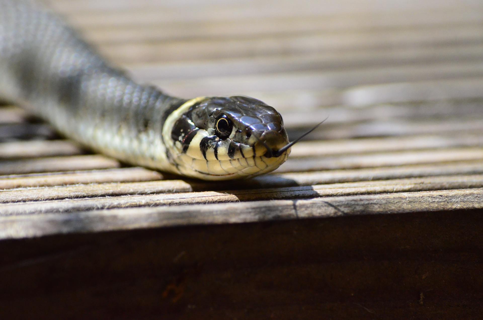 Snaking and Hydrojetting in Sherman Oaks