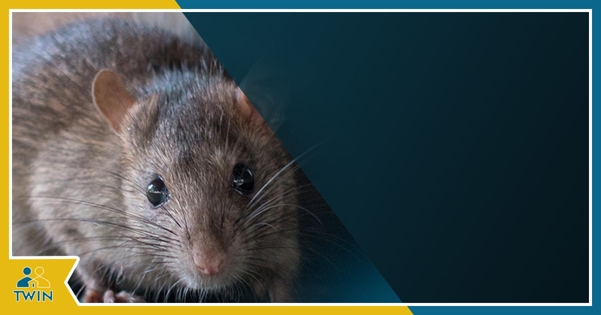 Rodents Stop of Los Angeles Vs. Twin Home Experts