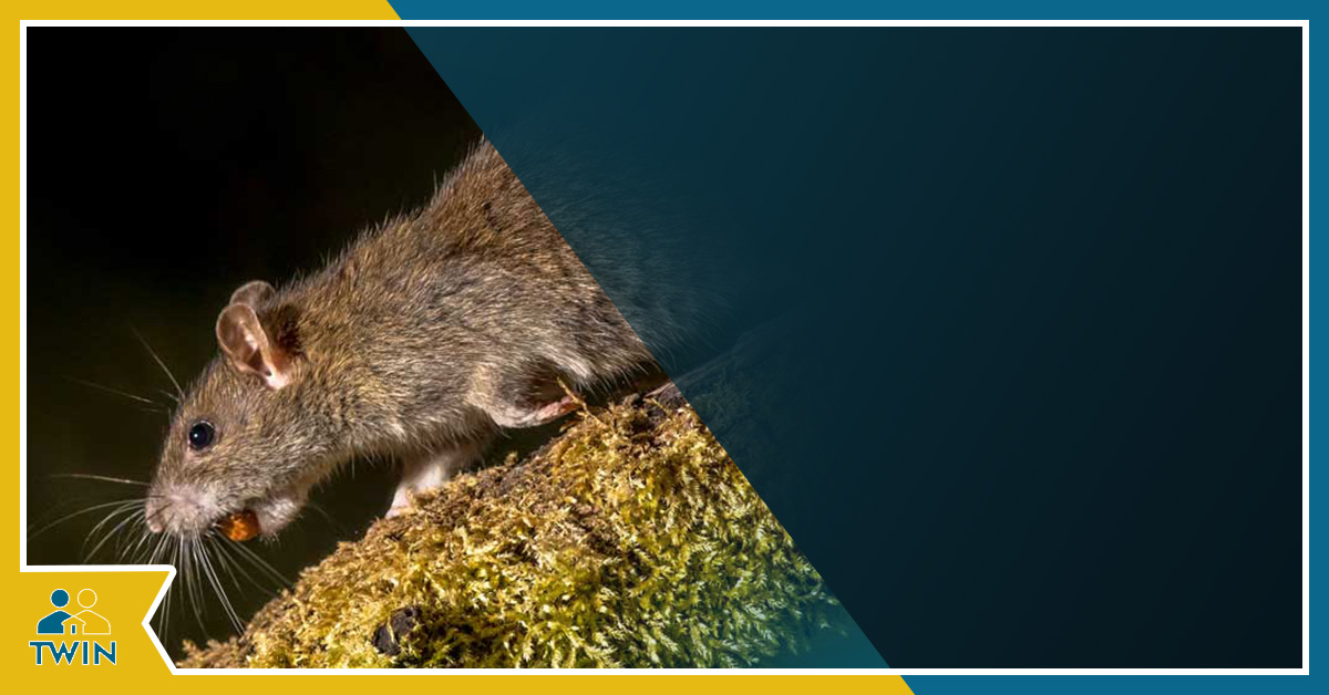 Rodent Dropping and Urine Clean Up Company in Los Angeles