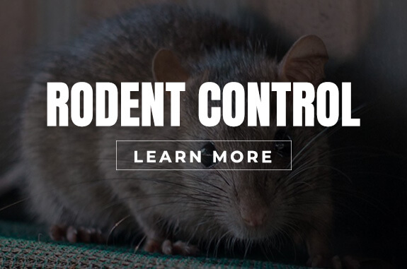 Rodent Control