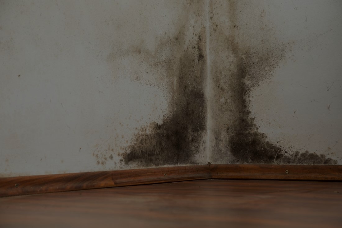 How Can I Tell If I Have Black Mold?