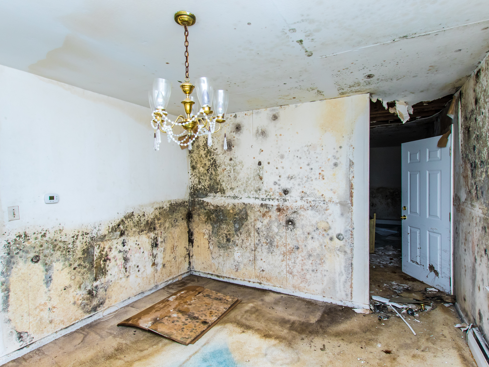Mold growing throughout a home