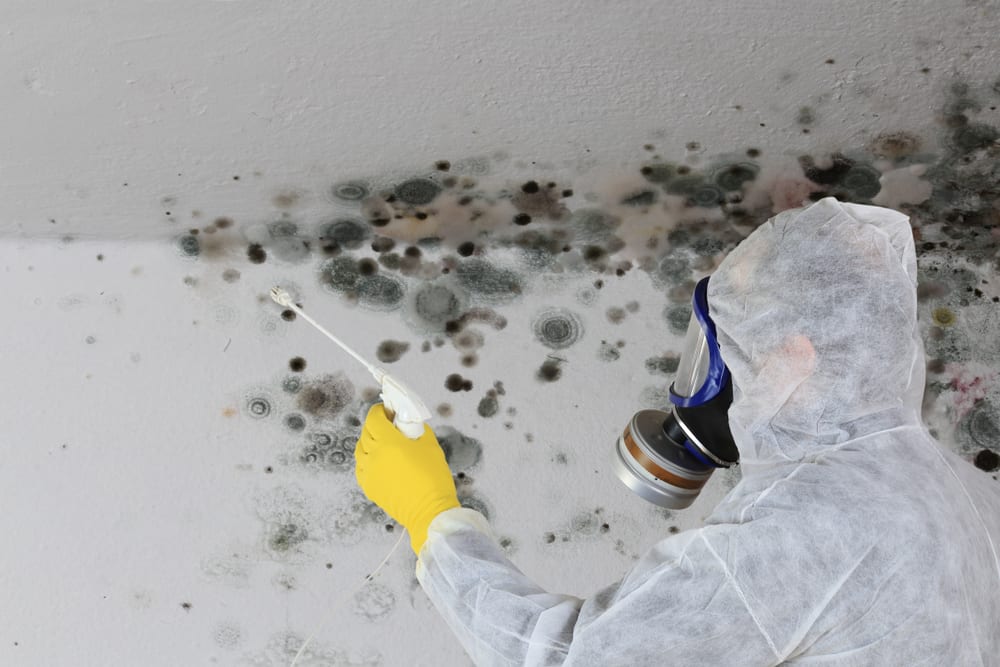 van-nuys mold-removal