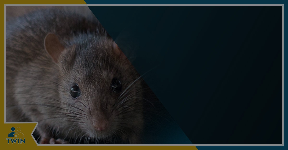 What causes a rat infestation?
