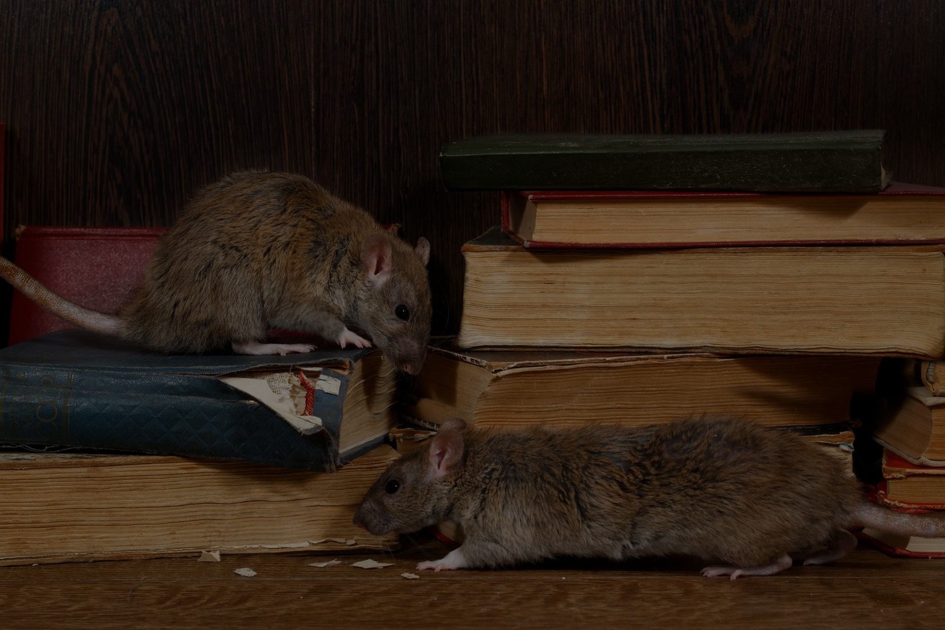 What Attracts Rats in Your Los Angeles Home?