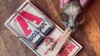 rat trap hacks for rodent extermination