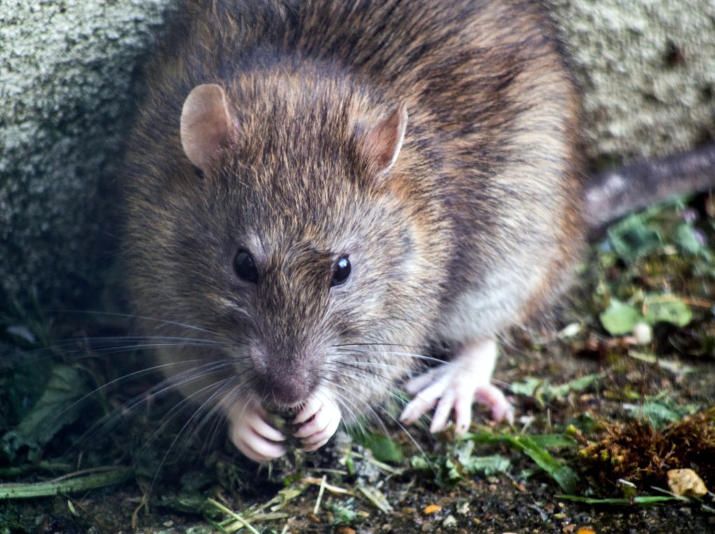 how much to get rid of rats outside your home