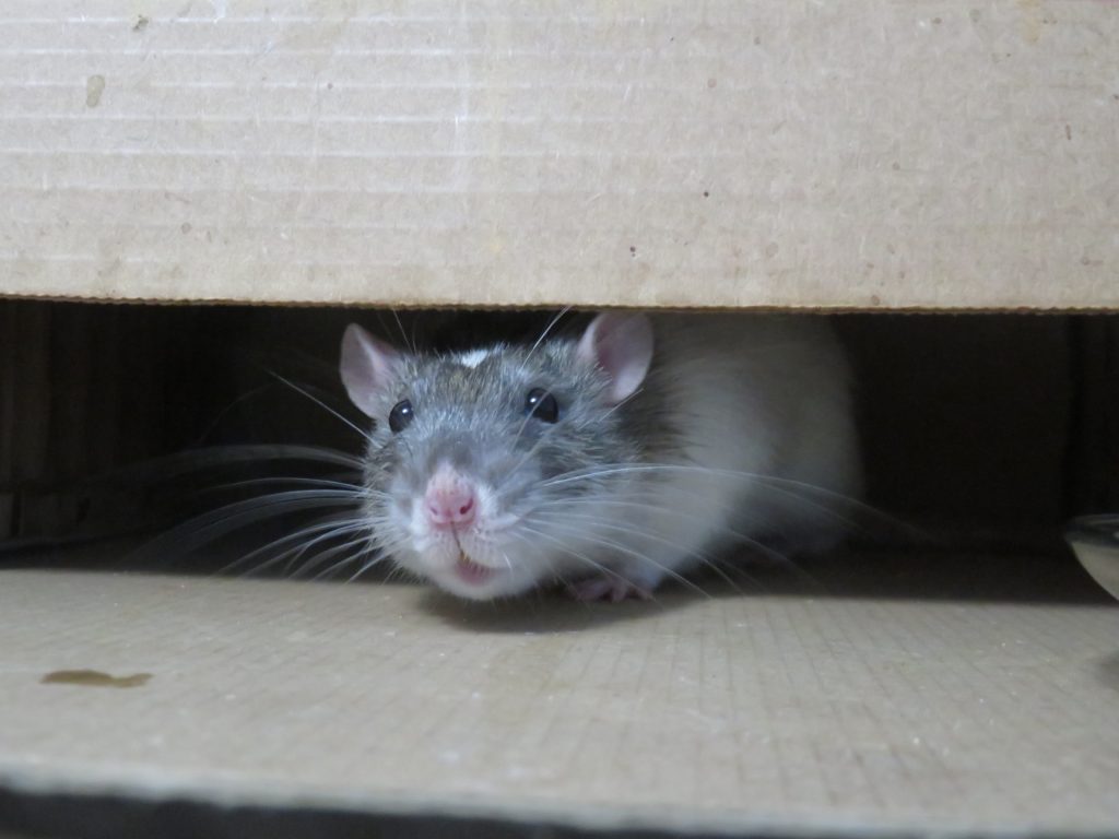 rats inside home