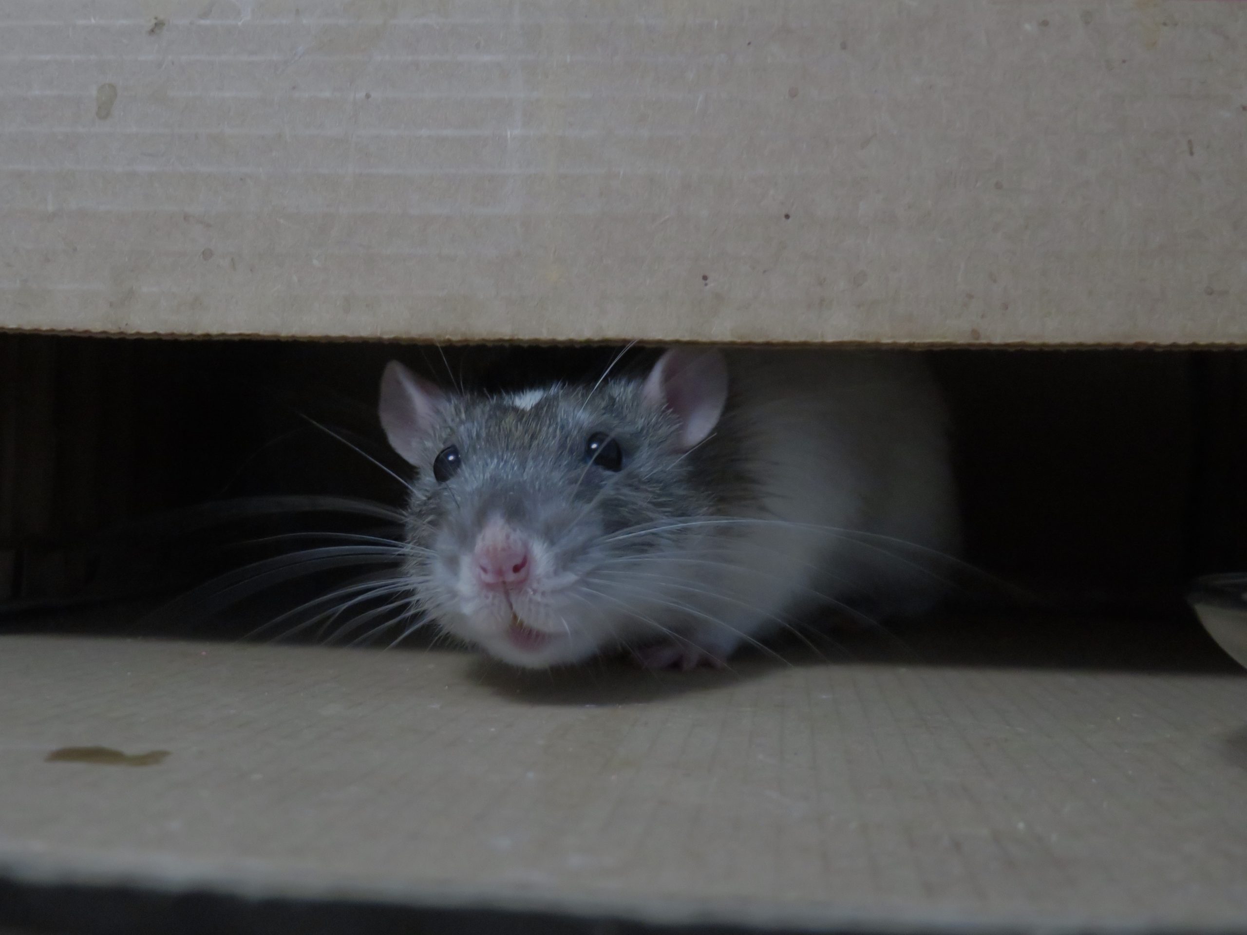 What’s the best way to get rid of rats in your house?
