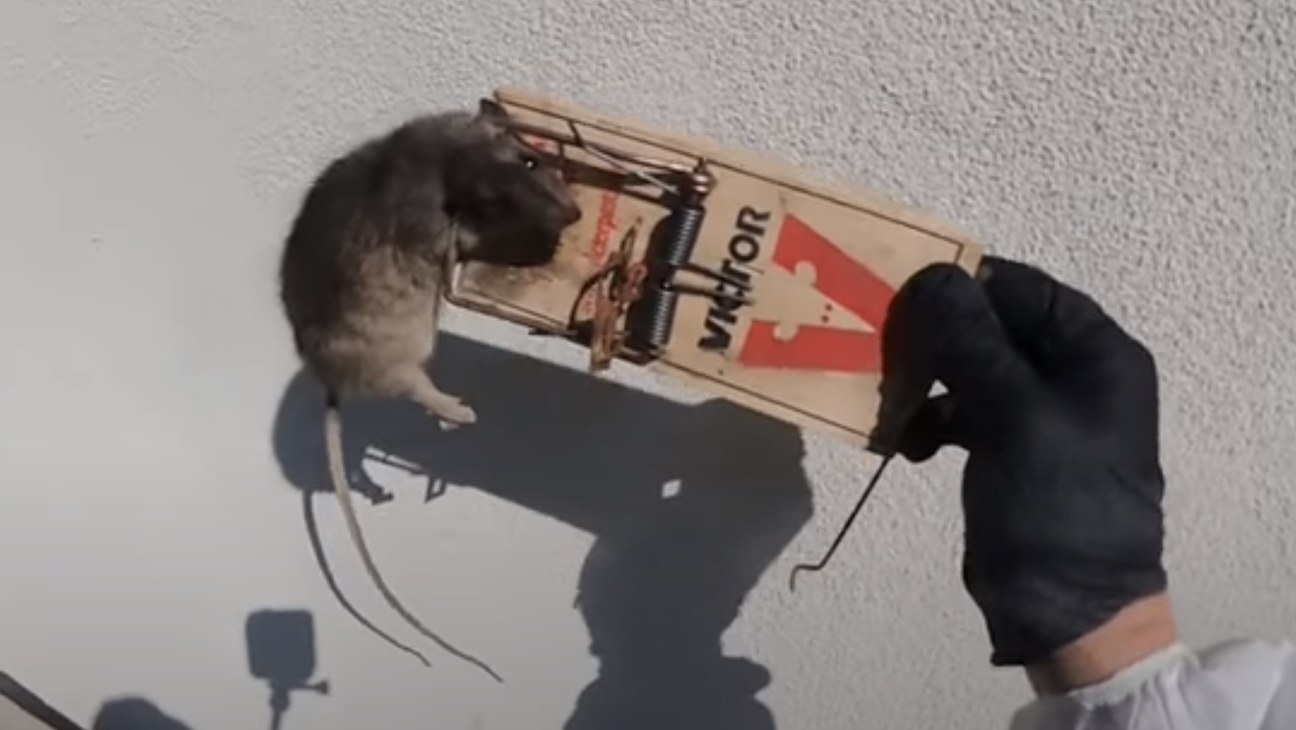 rat trap with rat