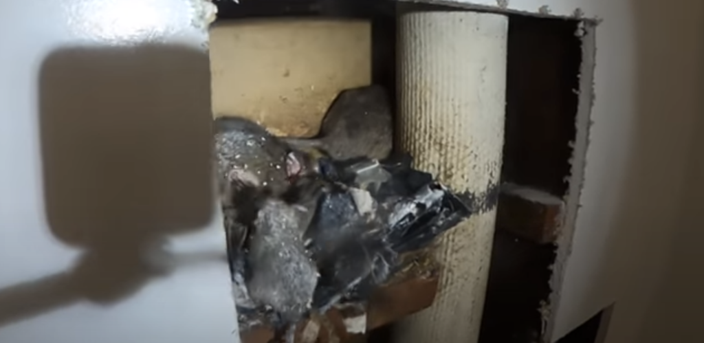 rats nest inside wall