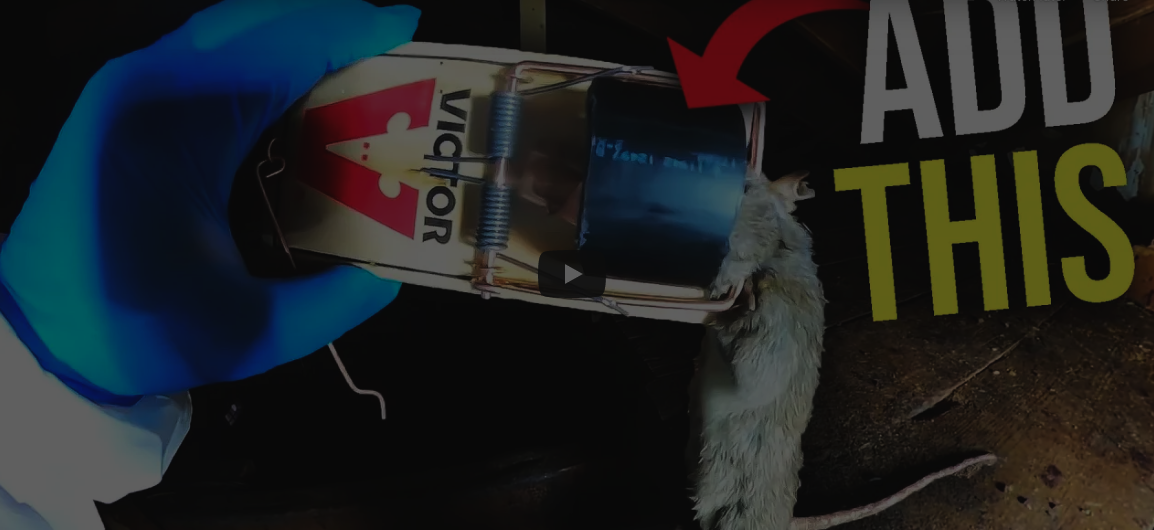 How to set a rat trap that works! 2 easy steps to catch rats! 