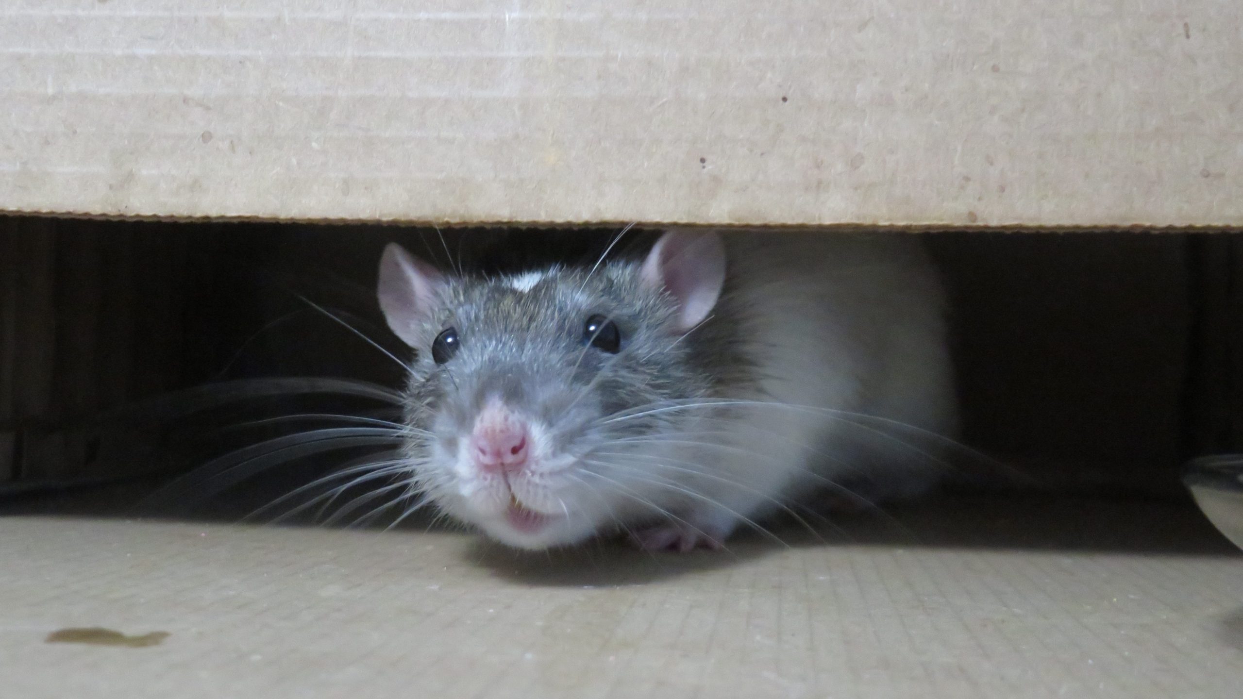 rats inside home