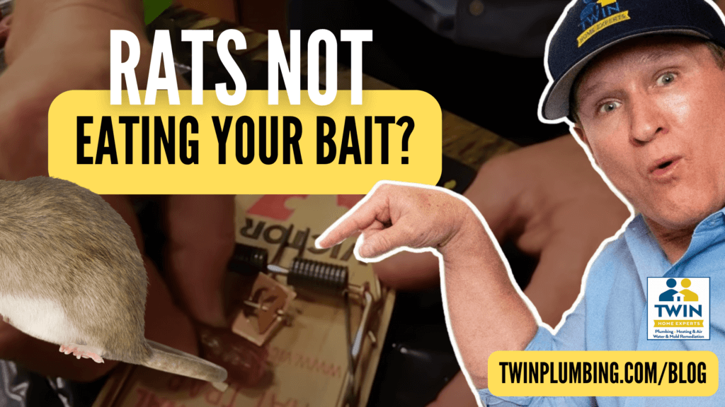 rats not eating your bait