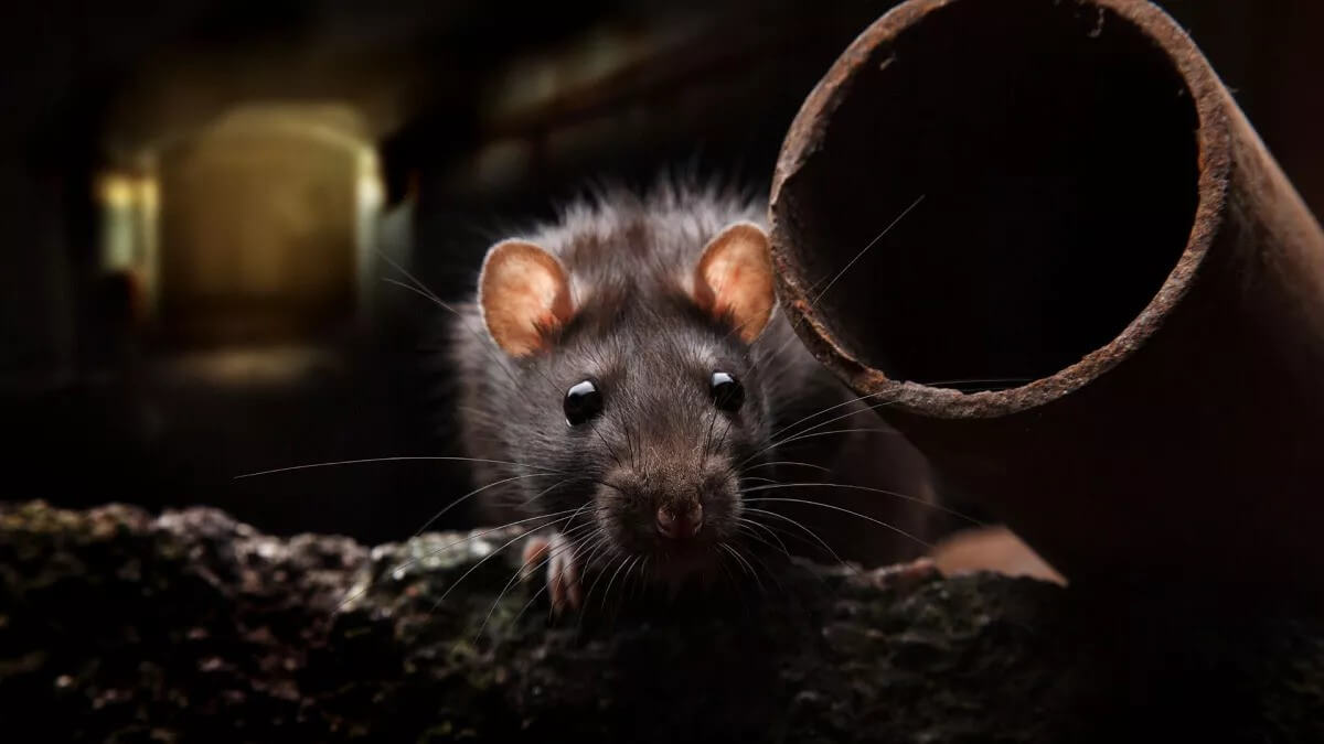 Rat Drain Blocker in Los Angeles