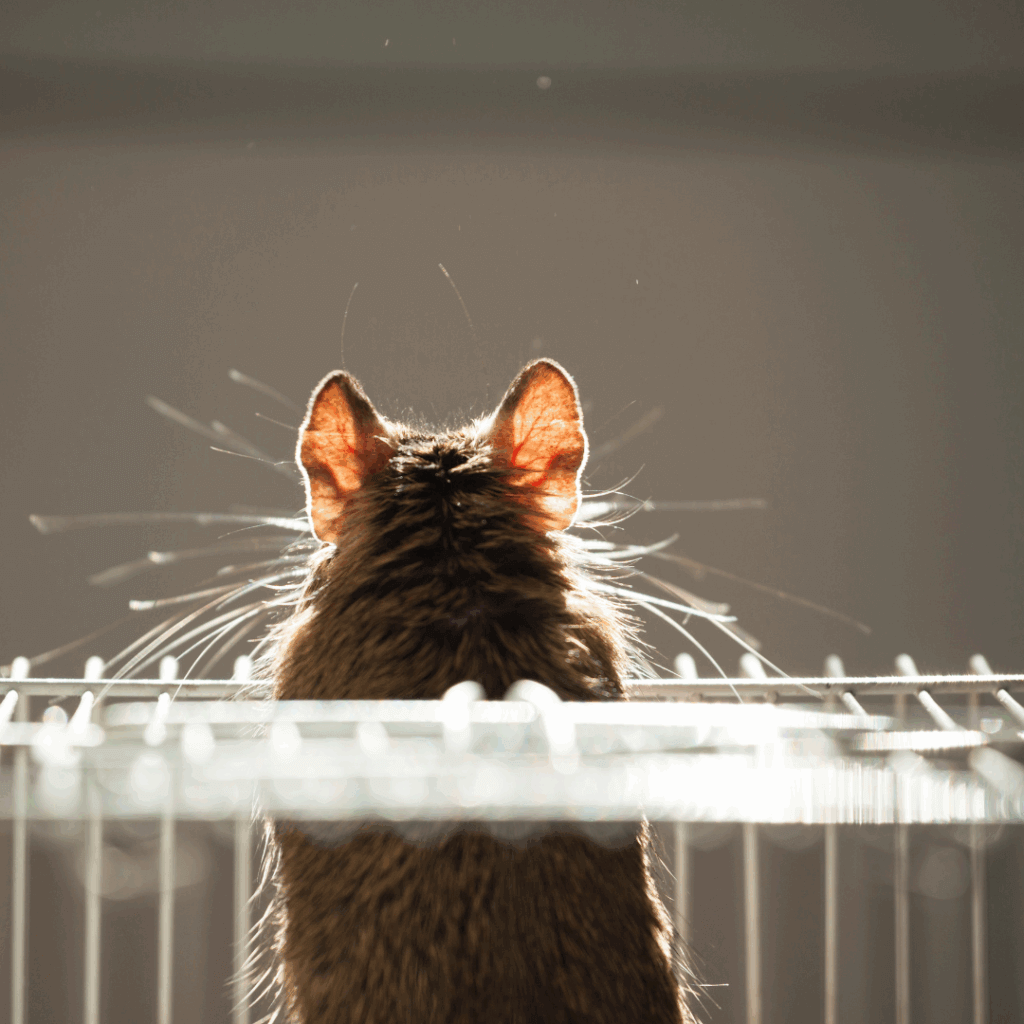 south charleston rodent - Twin Home Experts south charleston rodent